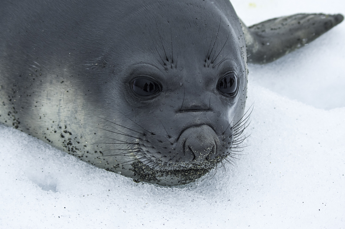 Elephant Seal, Snow Island, Antarctica