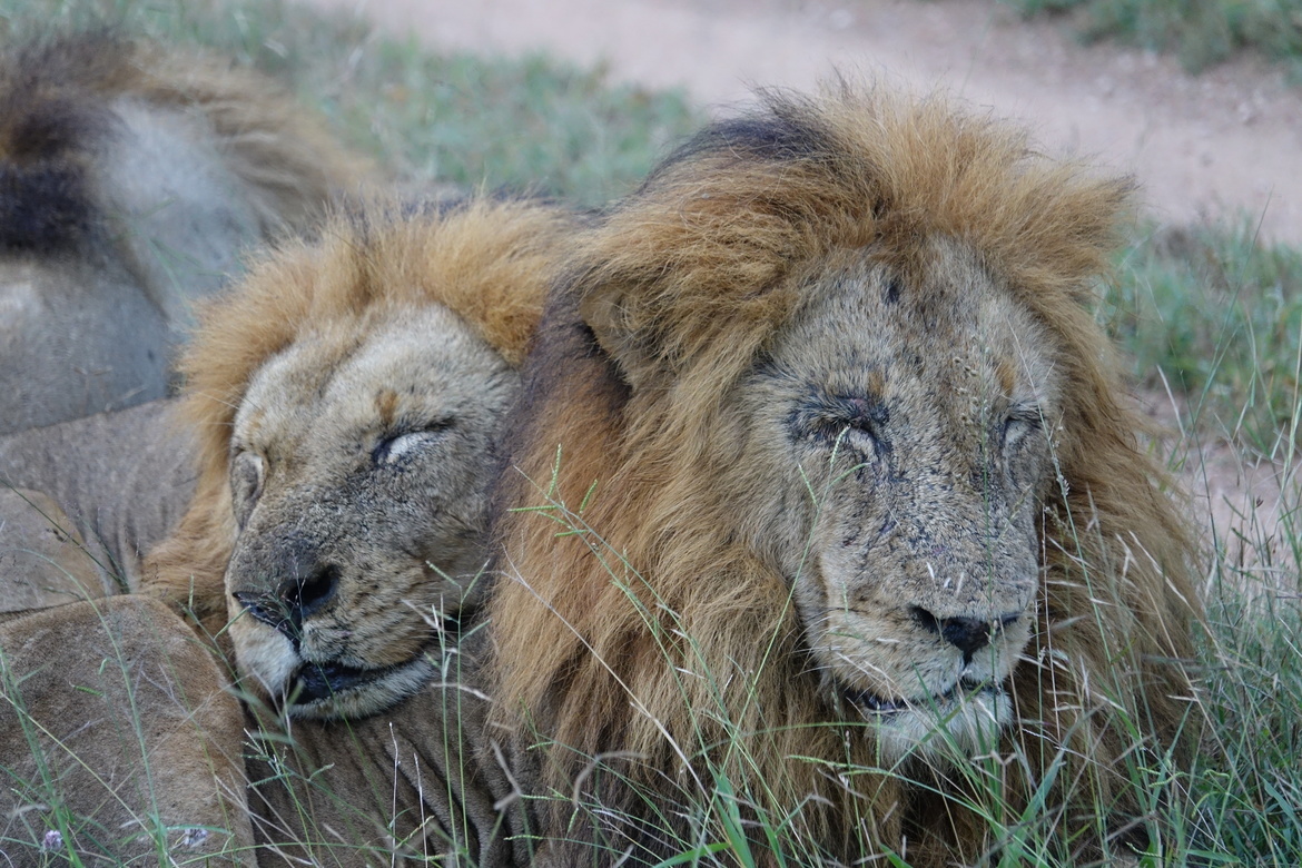 Lion, Ngala, South Africa