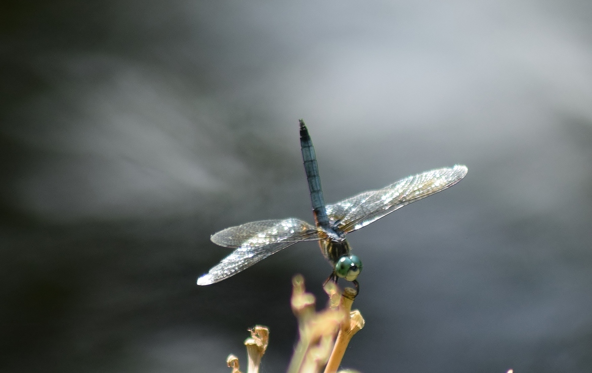 Dragonfly, Colorado, United States of America