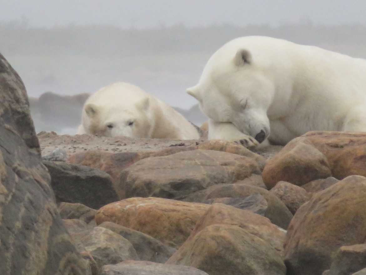 Polar Bear, Churchill, Canada