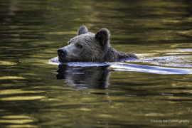 Grid grizzly sunset swim