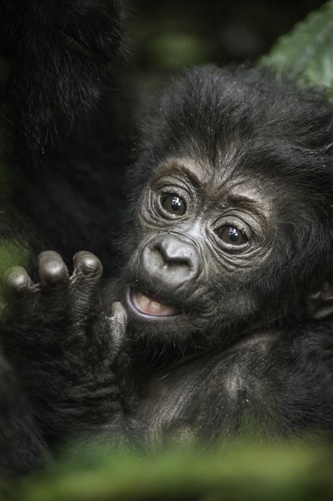 Mountain Gorilla, Bwindi Impenetrable National Park, Uganda