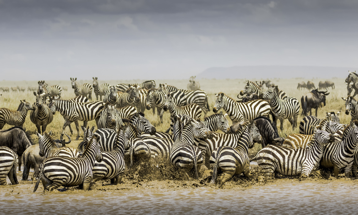 Zebra, Serengeti National Park, Tanzania, United Republic of