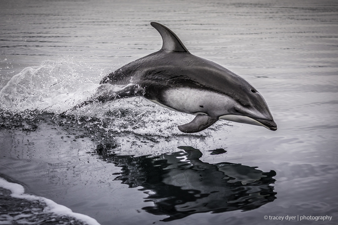 Pacific White-Sided Dolphin, Great Bear Rainforest, British Columbia, Canada