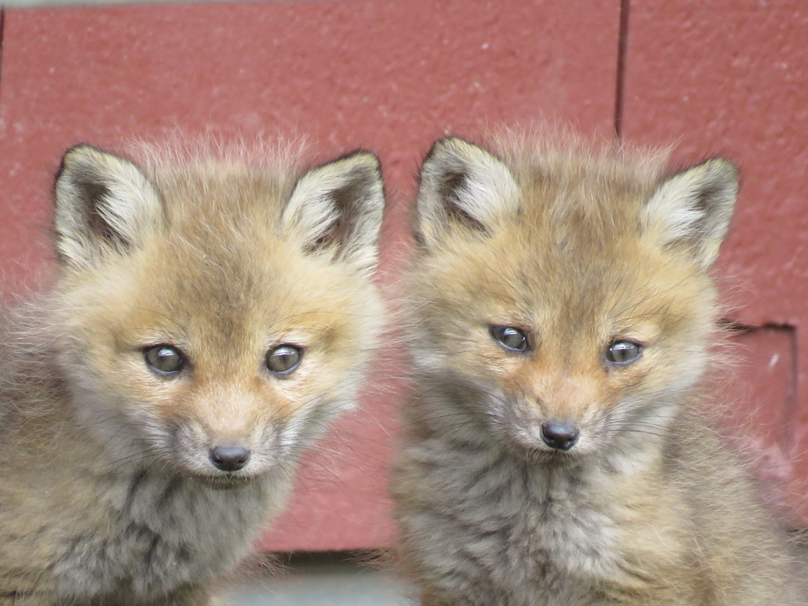 Fox, Vermont, United States of America