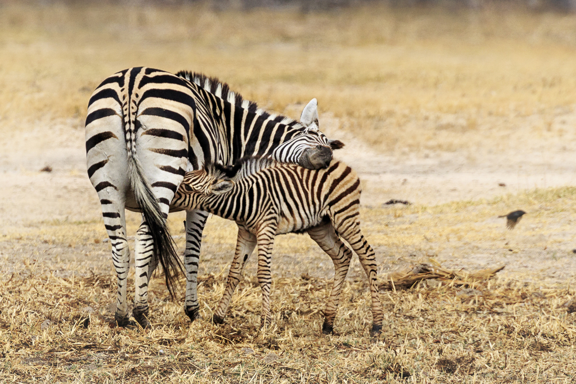 Zebra, Hwange National Park, Zimbabwe
