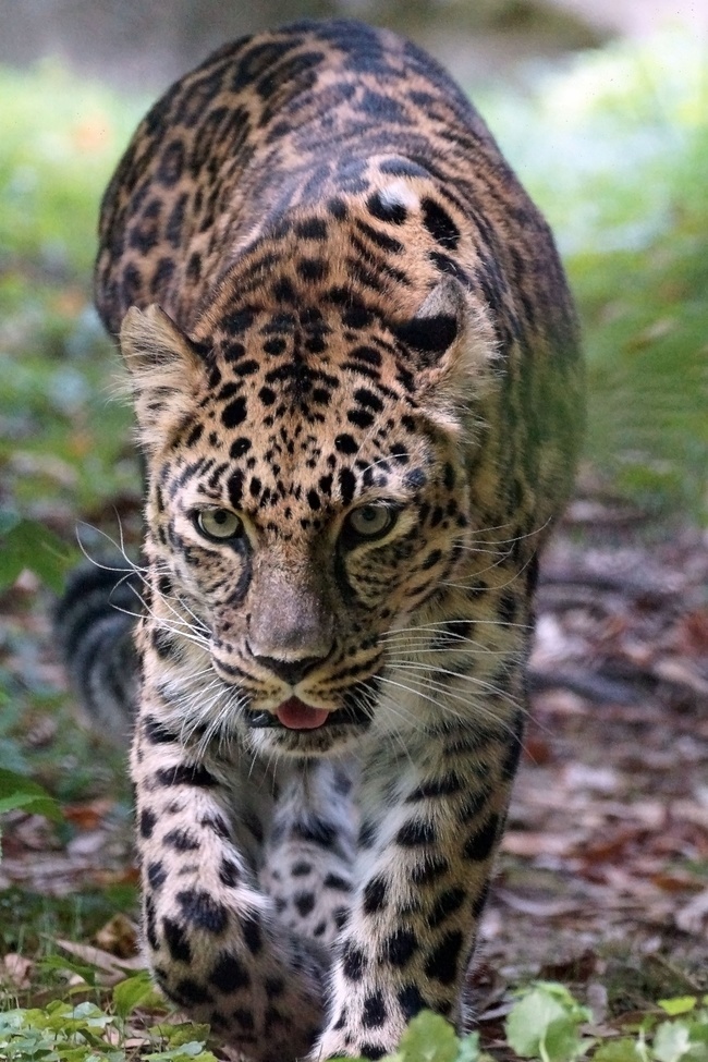 Leopard, Pa, United States of America