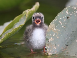 Grid arctic tern chick contest