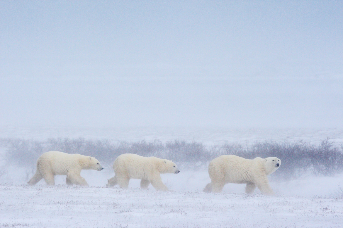 Polar Bear, Churchill, Canada