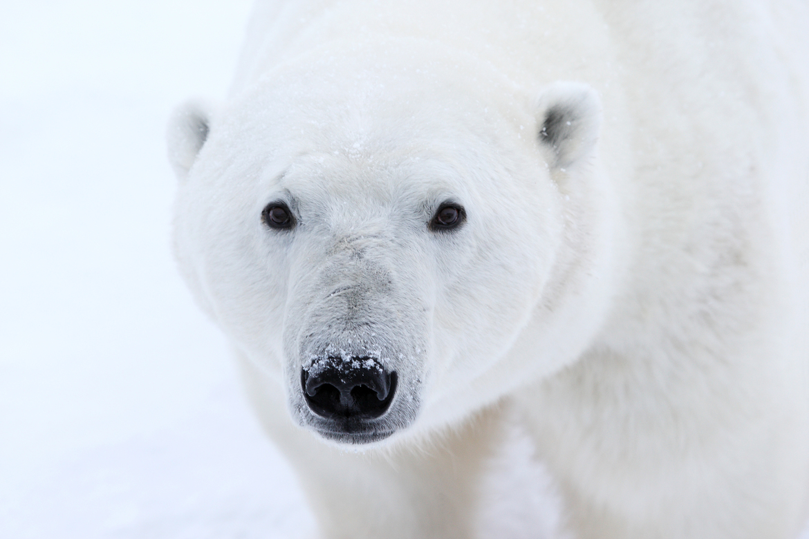 Polar Bear, Churchill, Tundra Lodge, Canada