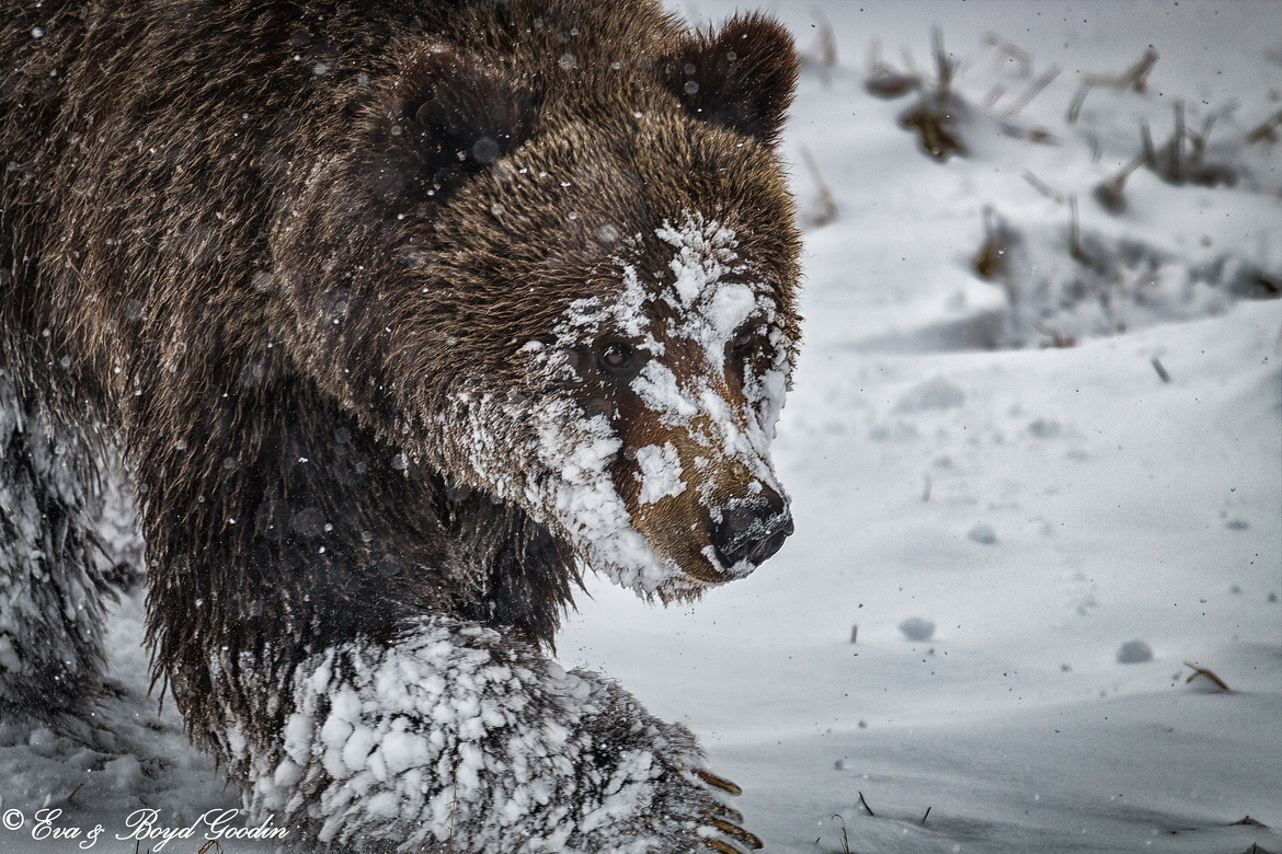 Grizzly, Yellowstone Park, United States of America