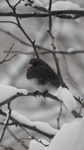 Grid screenshot 20170531 222125