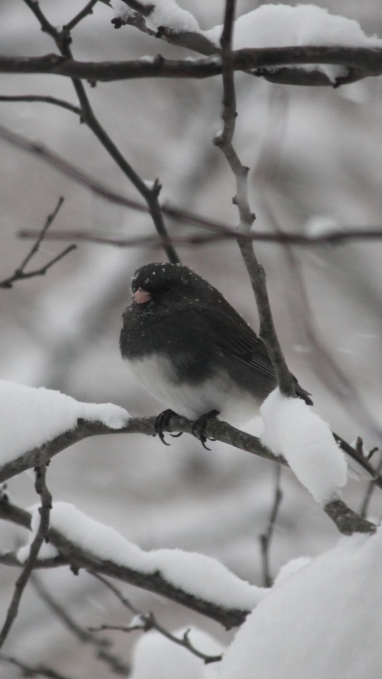 Junko, Central Massachusetts, United States of America