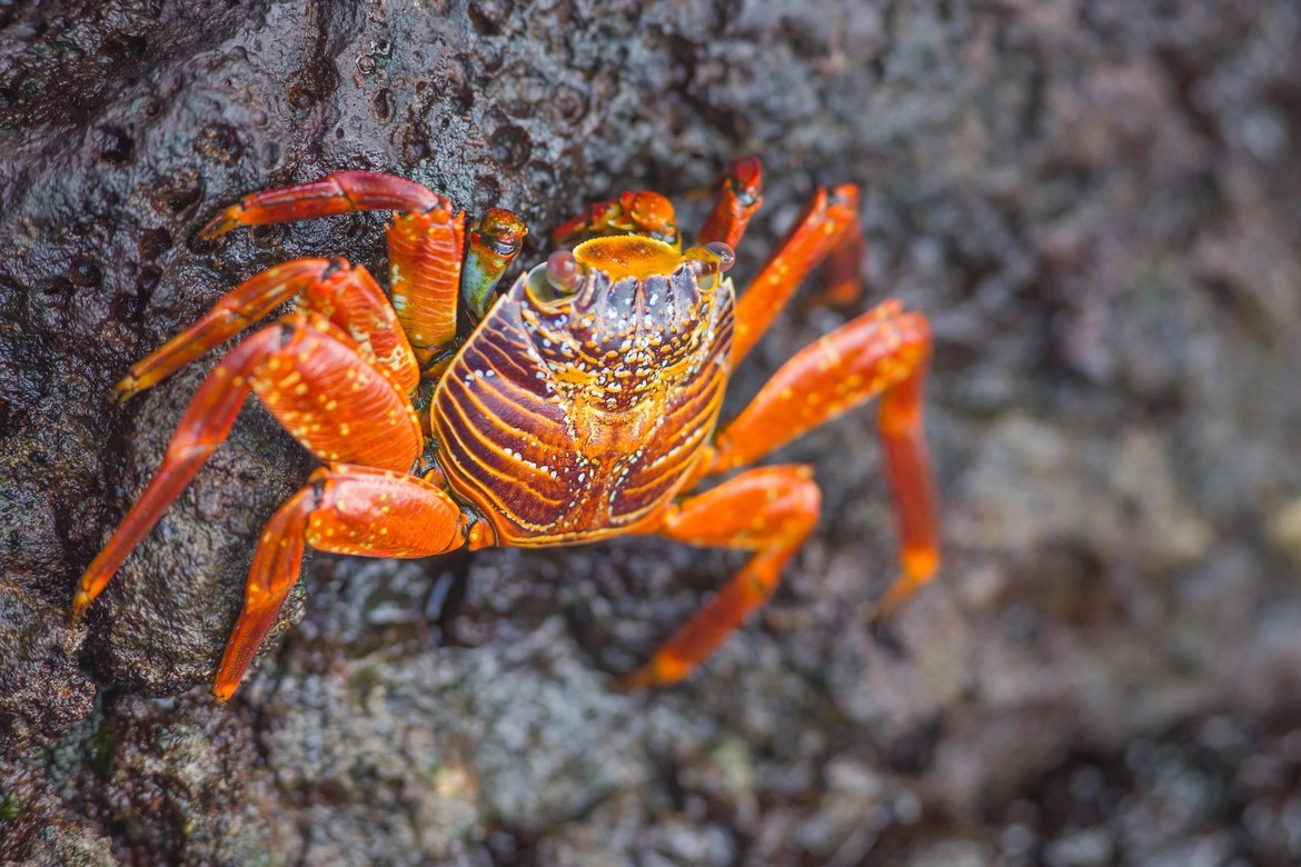 Sally Lightfoot Crab, Galápagos Marine Reserve, Ecuador