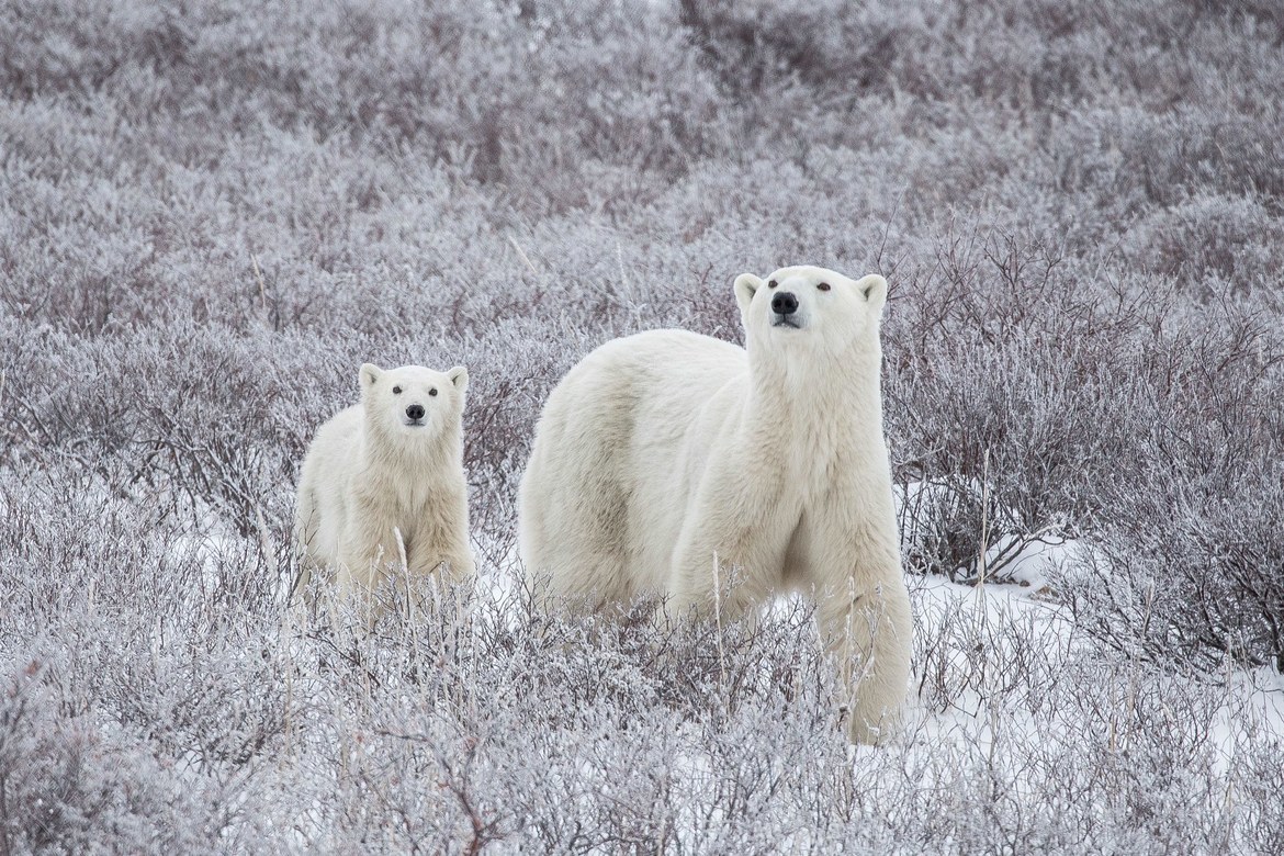 Polar Bear, Churchill, Canada