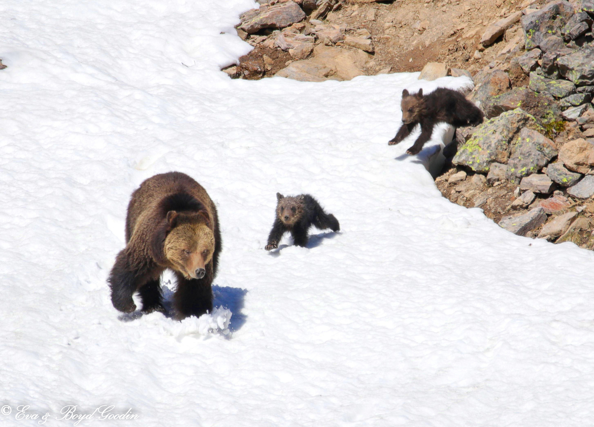Grizzly, Yellowstone Park, United States of America