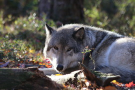 Grid sunning wolf