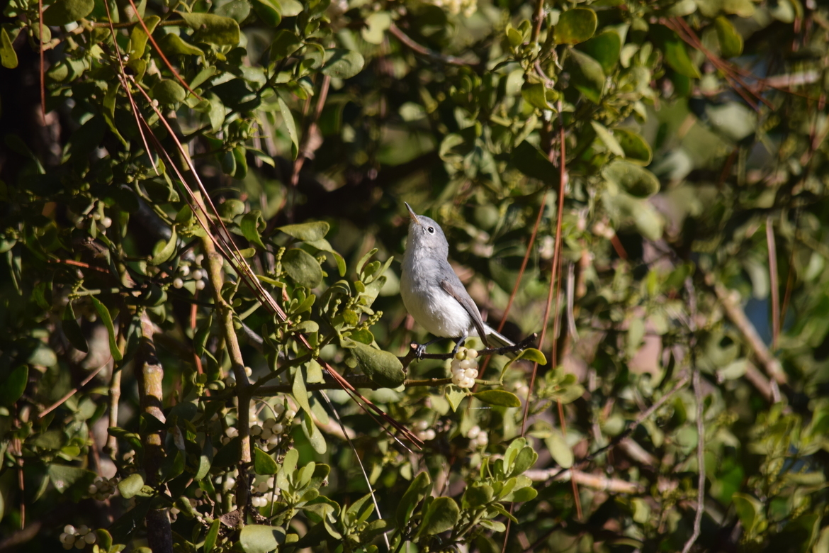 Blue-gray Gnatcatcher, Voluisa County, United States of America