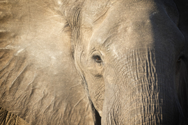 Grid amber eye kerry maxwell