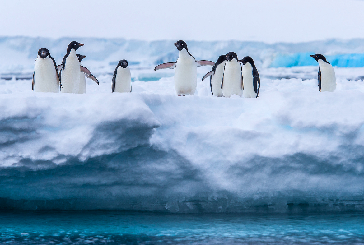 Adélie Penguin, Kinnes Cove, Antarctica, Antarctica