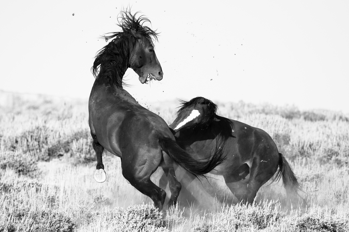 Wild Horse, White Mountain Herd Management Area (BLM), United States of America