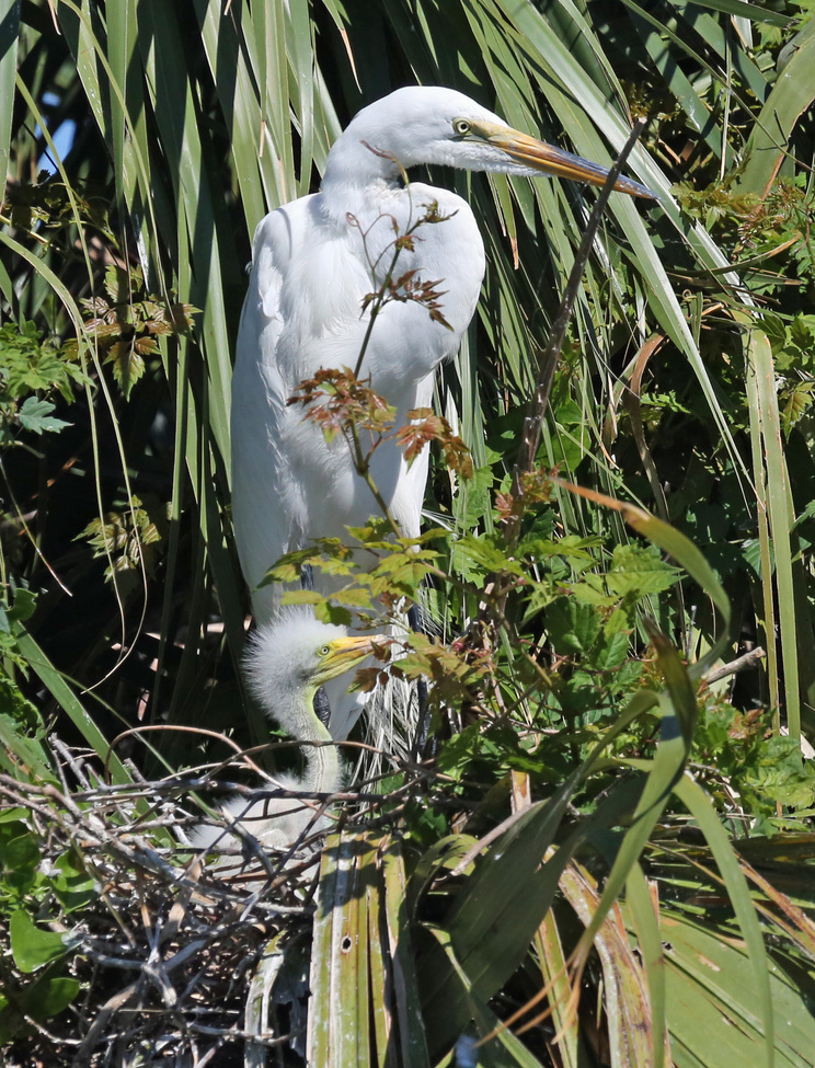 Great egret, Kathryn Abbey Hanna Park, Jacksonville, FL, United States of America