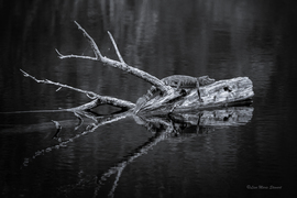 Grid baby gator on log st marks nwr copy