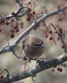 Grid screenshot 20170531 215807 2