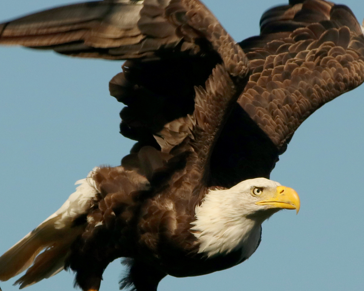 Bald Eagle, Red Cedar Trail, Menomonie, WI, United States of America