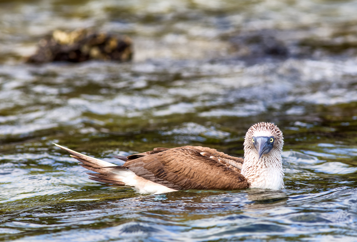 Blue-footed Booby, Galápagos Marine Reserve, Ecuador