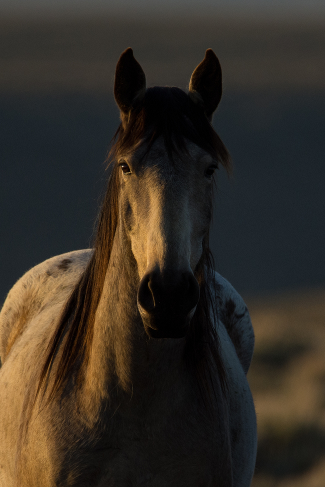 Wild HOrse, White Mountain Herd Management Area (BLM), United States of America
