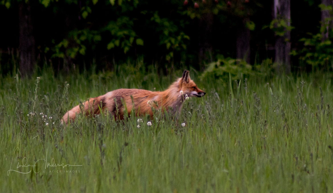Red Fox, Anoka county, MN, United States of America