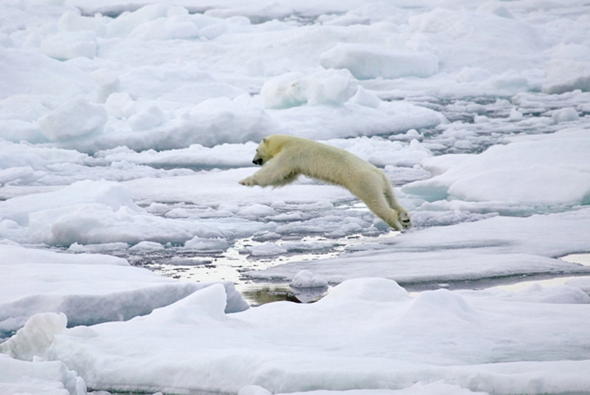 Polar bear, Svalbard Archipelago in the Arctic, Norway