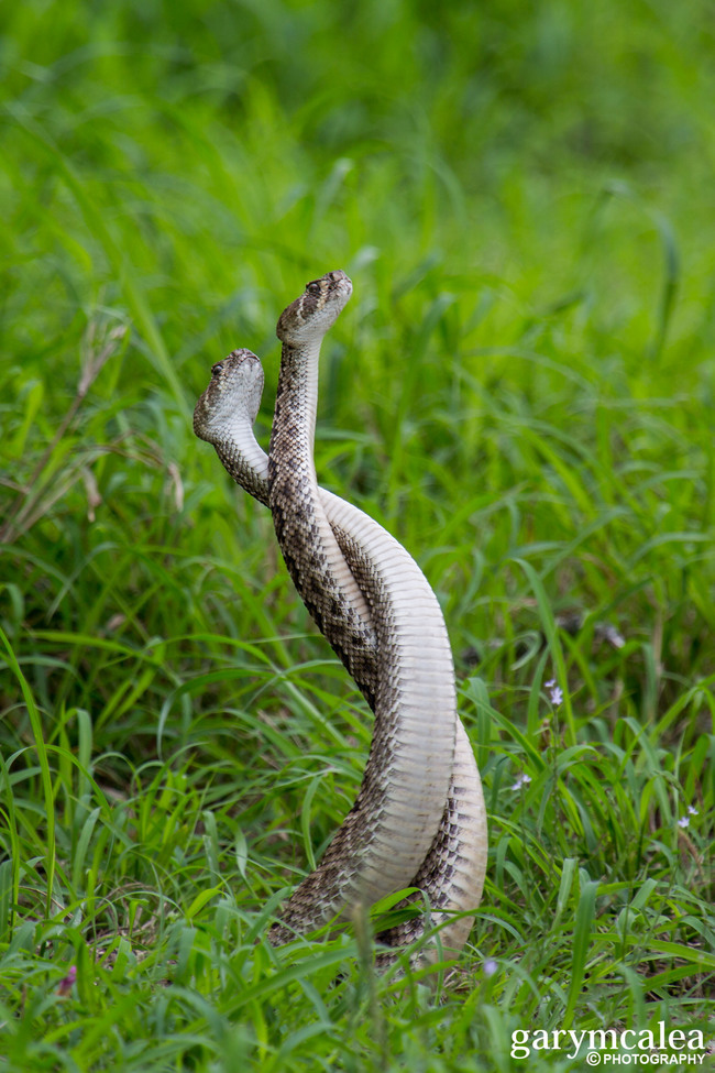 Western Diamondback Rattlesnake, Corpis Christi, United States of America
