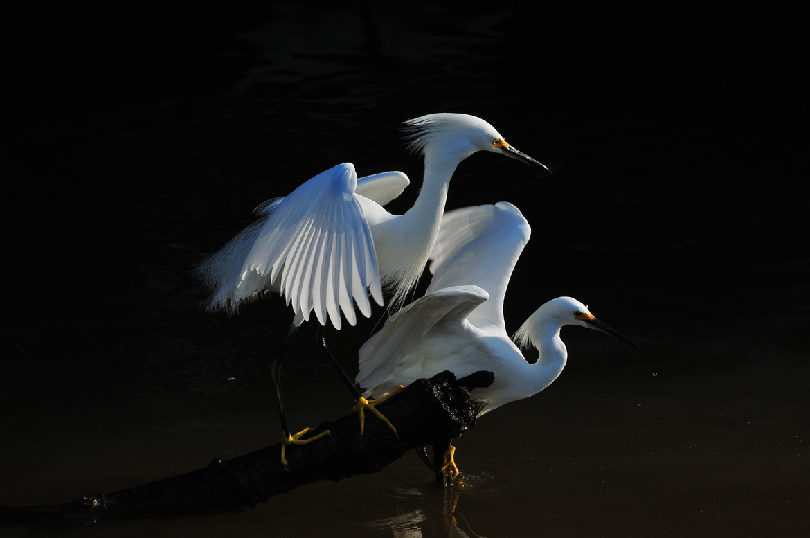 Snowy egret, Ding Darling National Wildlife Refuge, Sanibel Island, Florida, United States of America