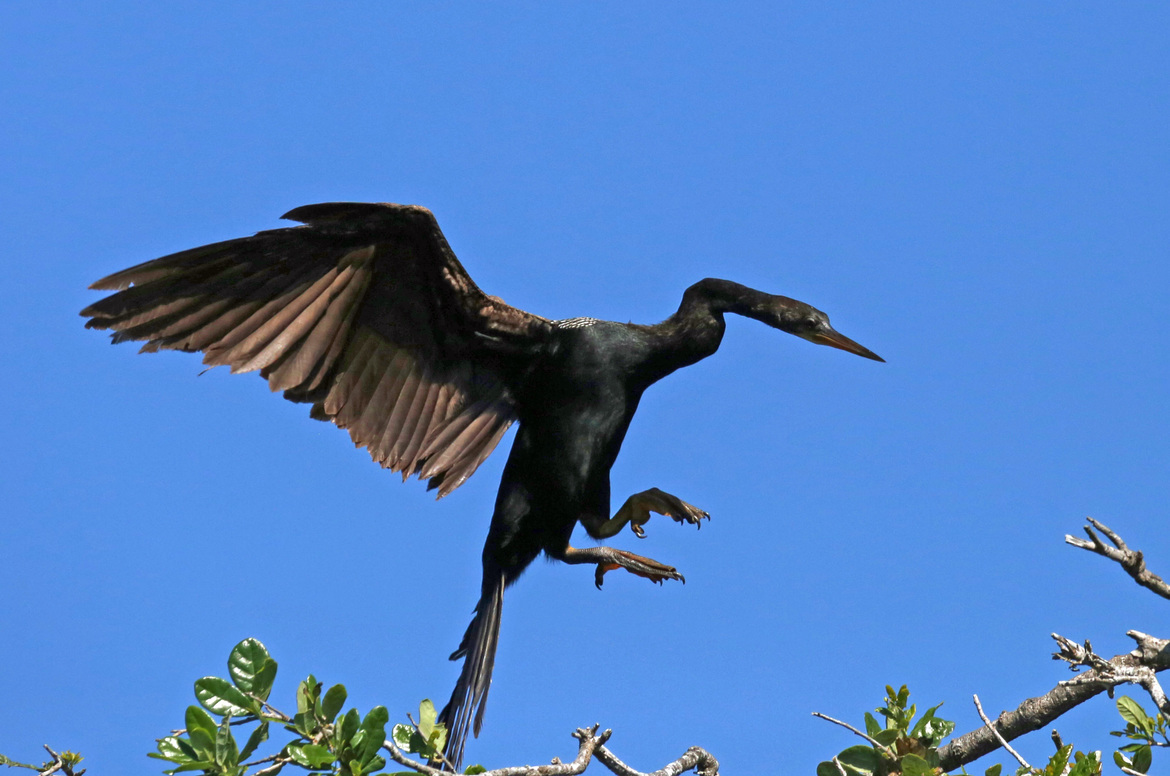 Anhinga, Kathryn Abbey Hanna Park, Jacksonville, FL, United States of America