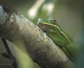 Grid tree frog close up signature