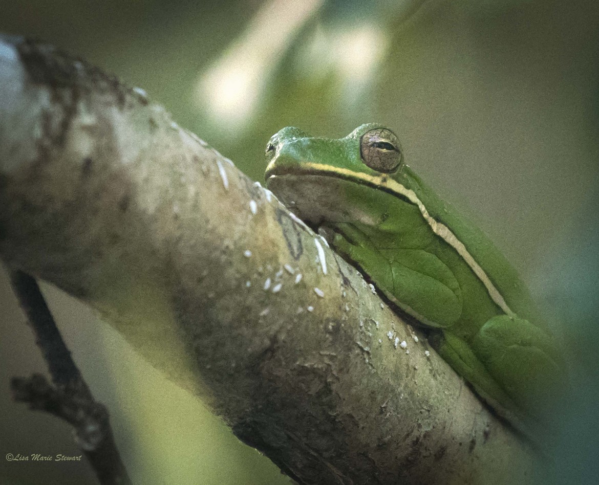 unknown, Wakes River, near Wacissa, FL, United States of America