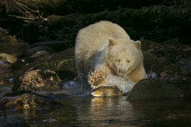 Grid spirit bear tiff 5.2