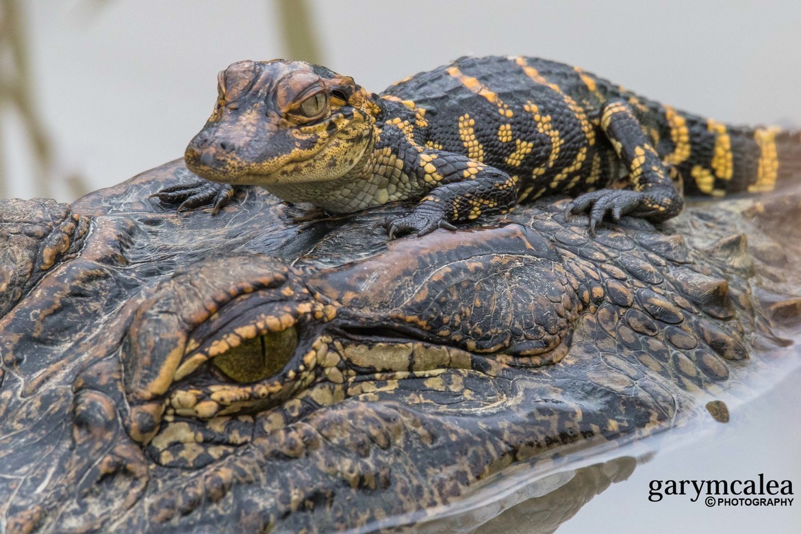 Alligator, Brazos Bend State Park, United States of America