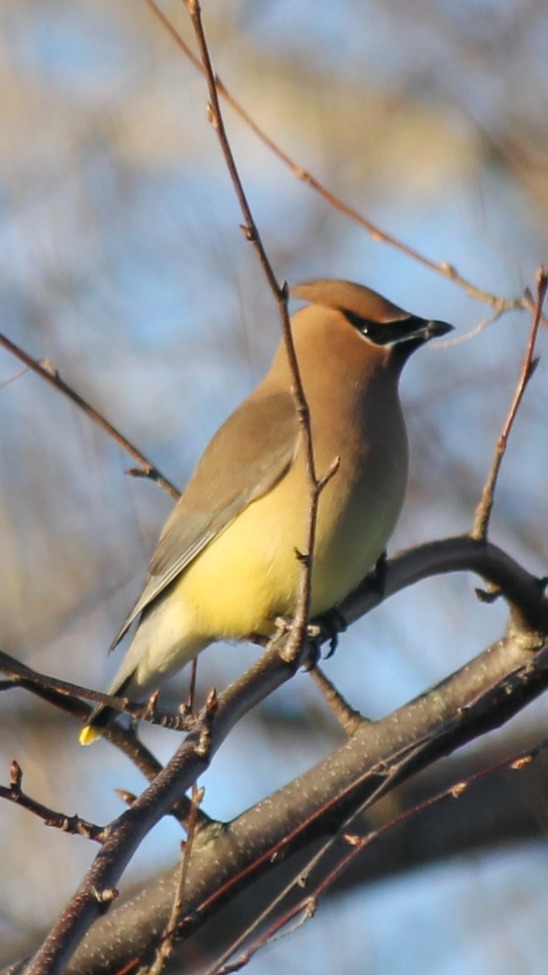 Cedar Waxwing, Central Massachusetts, United States of America