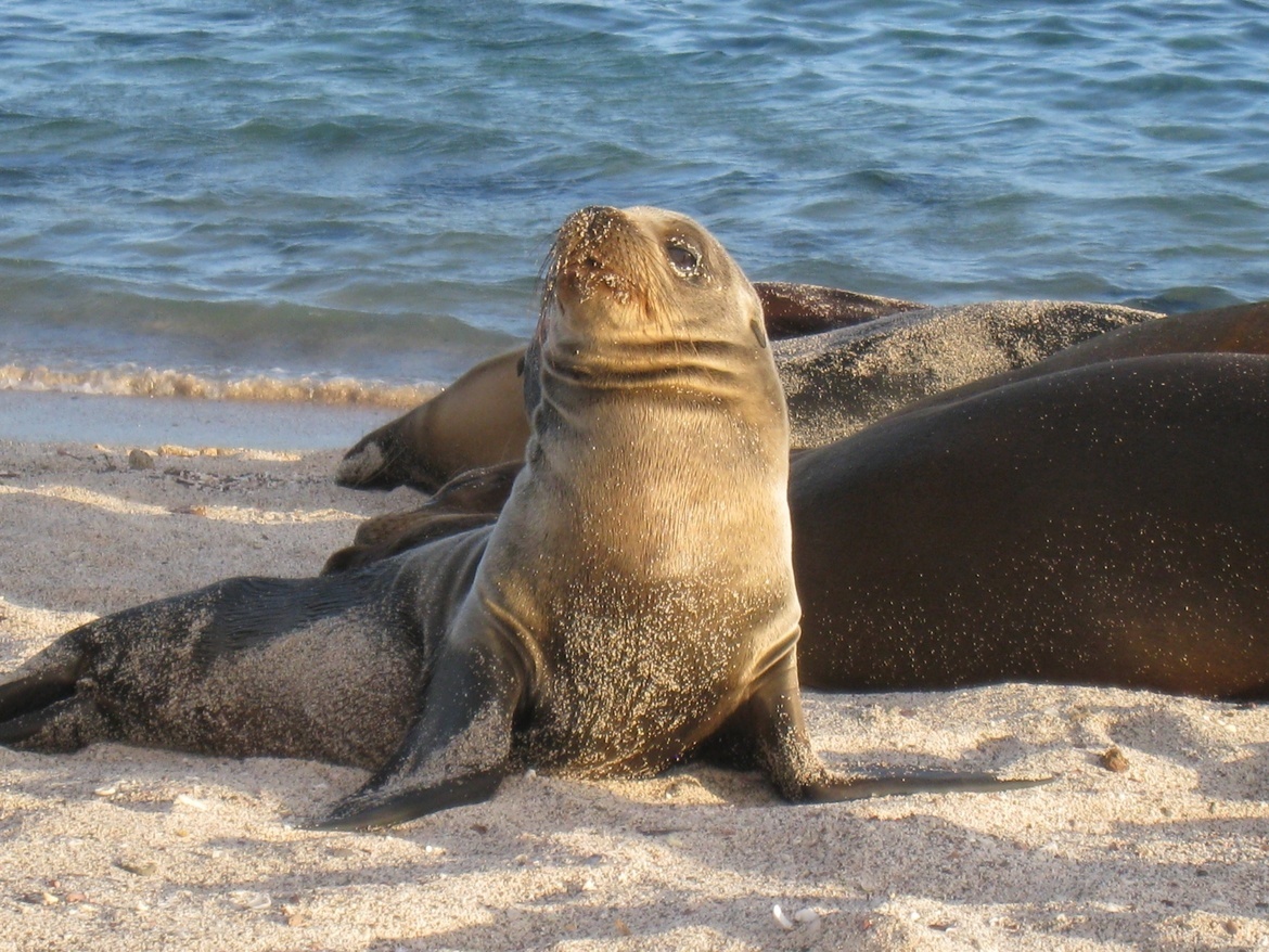 Sea Lion, Galapagos, Ecuador