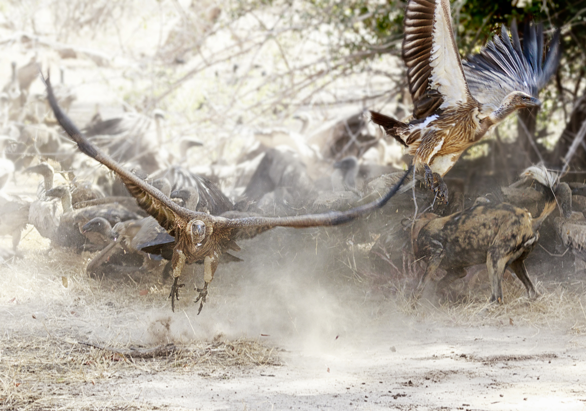 White-backed Vultures and Wild Dog, Mana Pools NP, Zimbabwe