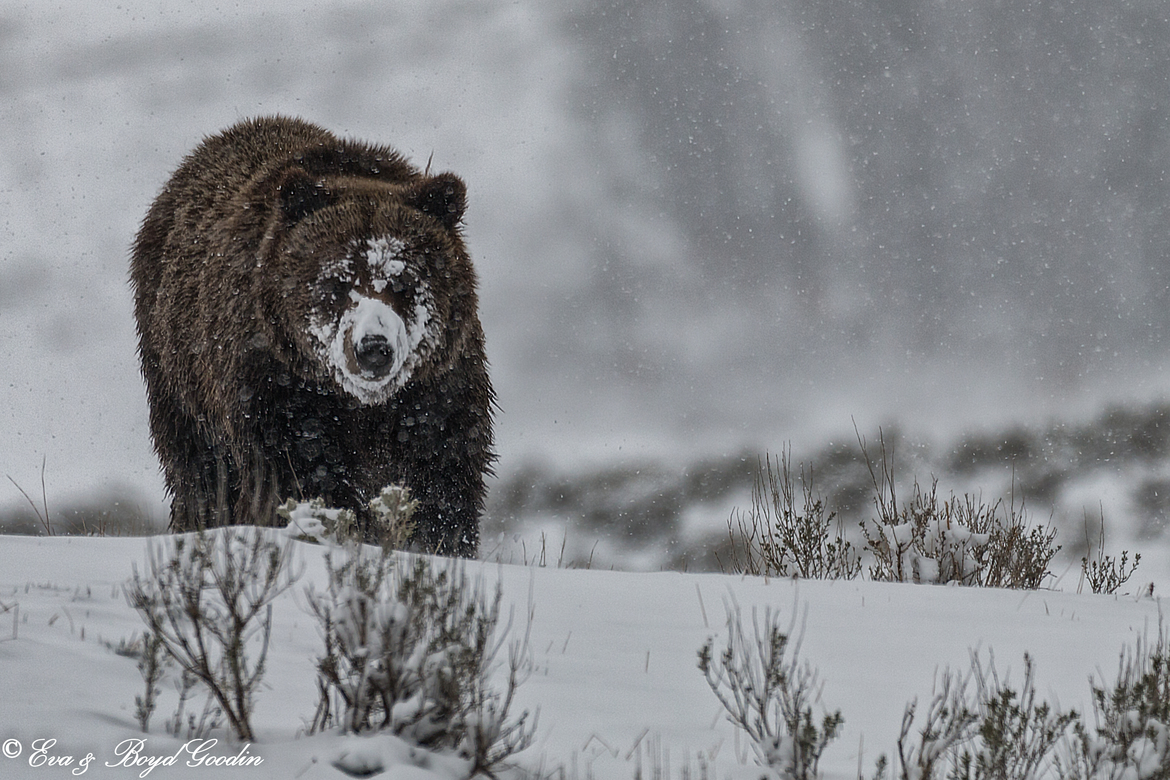 Grizzly, Yellowstone Park, United States of America