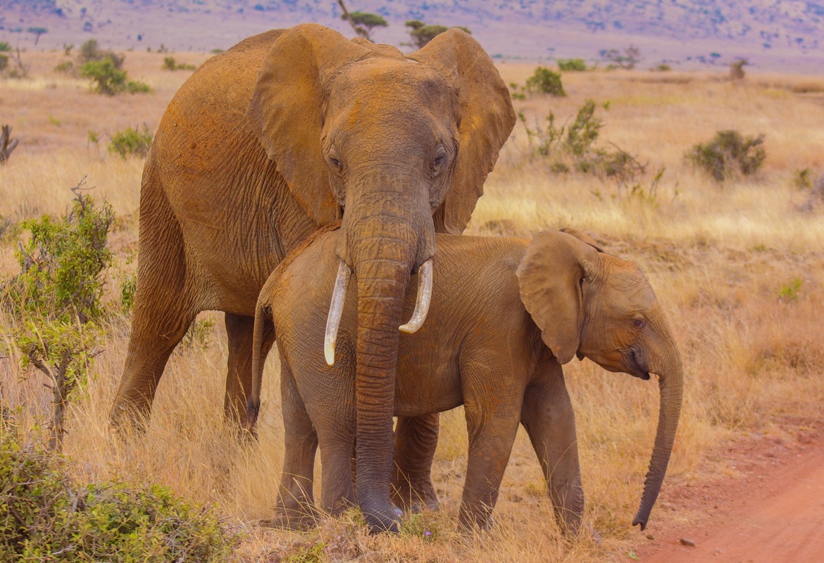 Elephants, Masai Mara, Kenya, Kenya