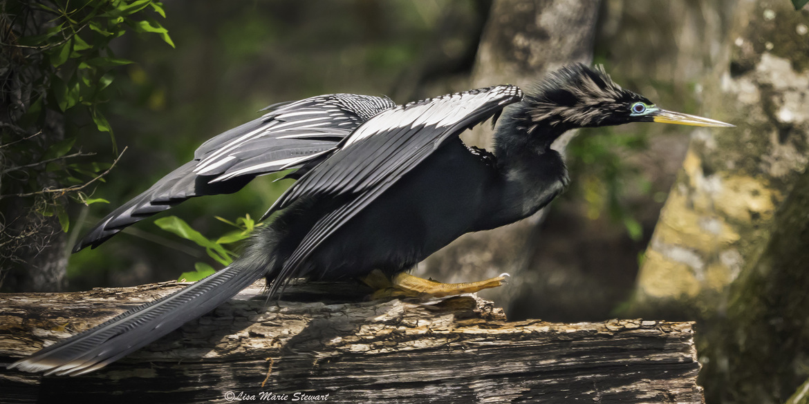 Anhinga, Edward Ball Wakulla Springs State Park, Wakulla, FL, United States of America