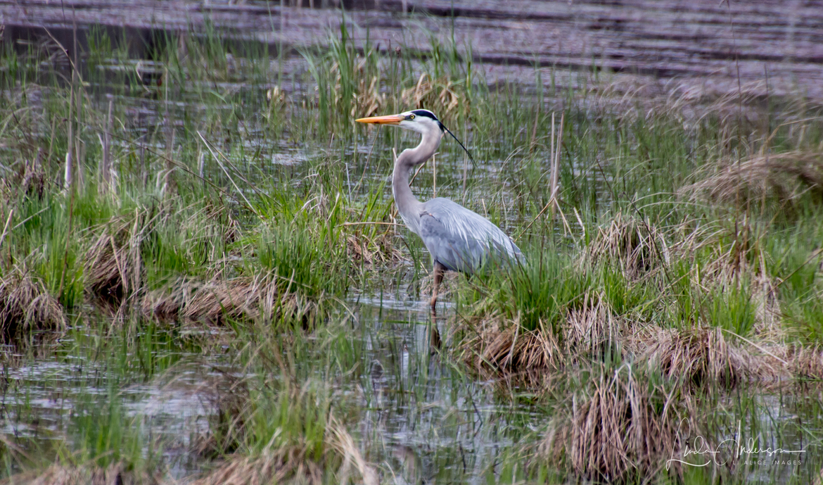 Blue Heron Bird, Anoka County, MN, United States of America