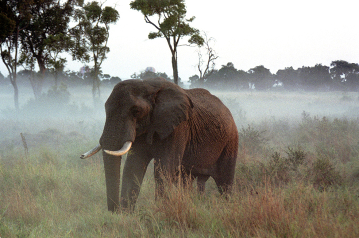 Bull elephant, Masia Mara National Reserve, Kenya