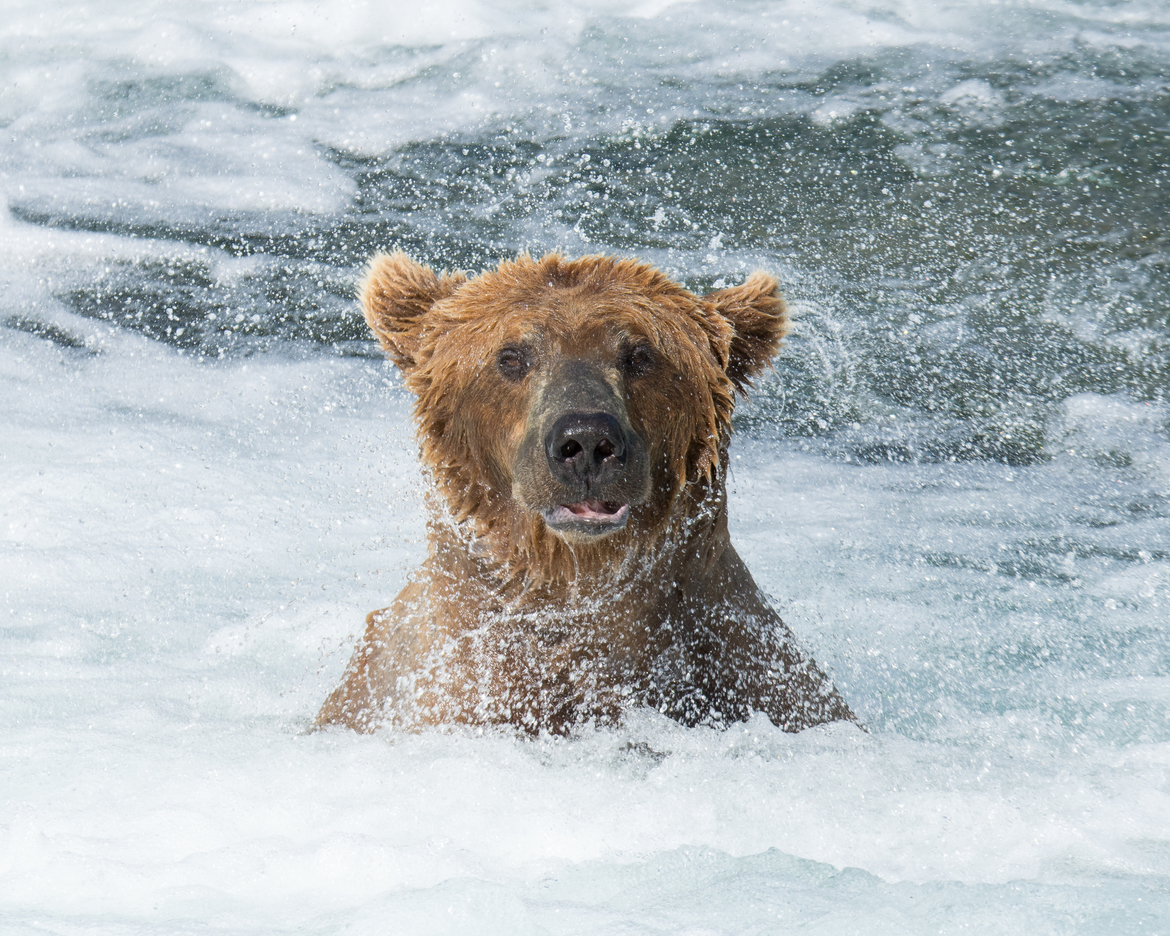 Brown Bear, Katmai National Park, Brooks Falls, United States of America