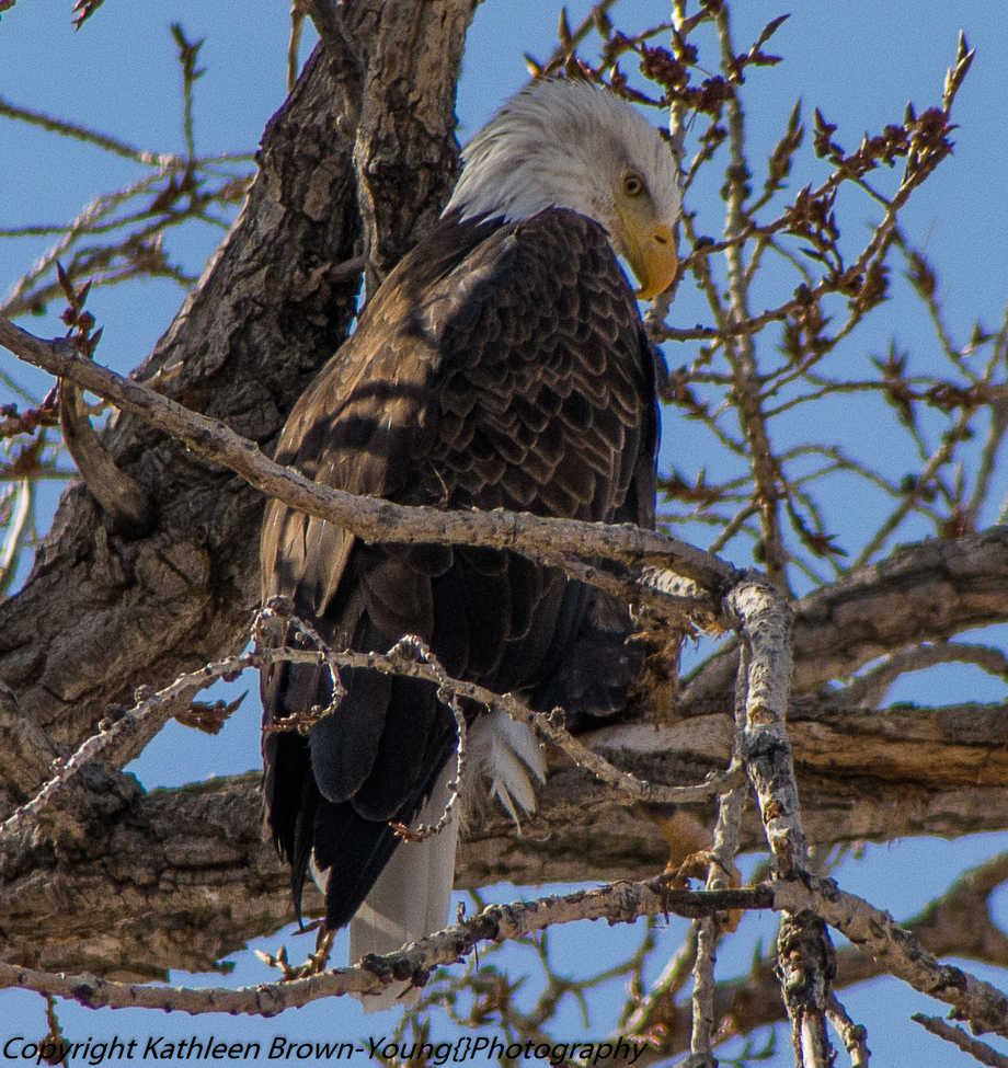 Bald Eagle, Colorado, United States of America